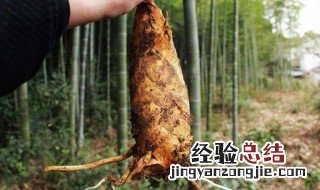 小年怎么样挖冬笋 小年怎么挖冬笋