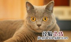 猫叫什么名字最招财三字 猫叫什么名字最招财