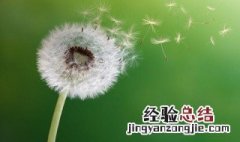 传播种子的方法有哪些 种子一般怎么传播