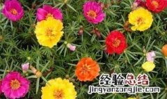 太阳花种子种植方法 我们可以这样种植