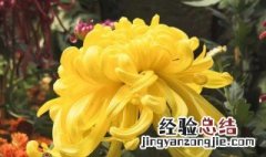 菊花的特点和象征意义 菊花的特点介绍