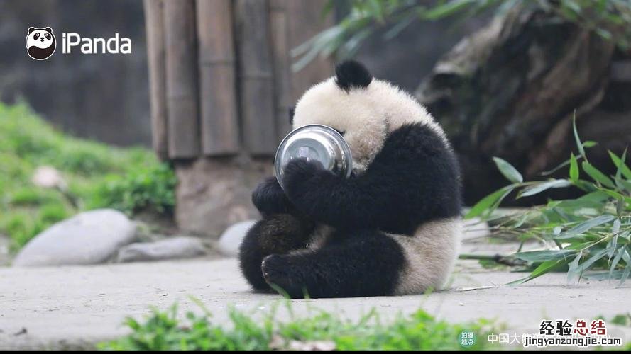 panda是什么意思