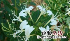 家里栽金银花不吉利 家里栽金银花吉利吗