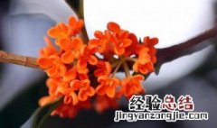 何须浅碧深红色自是花中第一流是什么花 何须浅碧深红色自是花中第一流释义