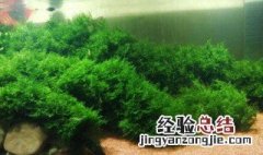 大三角莫斯水草怎么养才长得好快 大三角莫斯水草怎么养才长得好