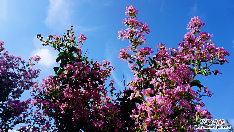 南通适合养什么花，市花和市树是什么