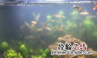 鱼缸水怎么过滤都不清怎么办 鱼缸水不清楚怎么办