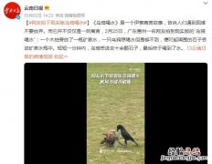 现实版乌鸦喝水视频 网友拍到现实版“乌鸦喝水”