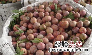鲜李子如何保存 鲜李子的保存方法