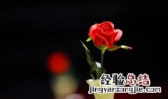 怎么样让玫瑰花养的时间更长一些 玫瑰花怎么才能养得更久