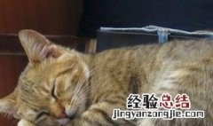 怎样处理衣服上的猫毛 衣服上的猫毛怎么快速去除