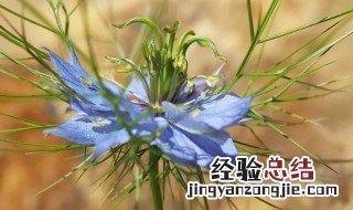 养龙胆花的养殖方法 龙胆花的种植方法