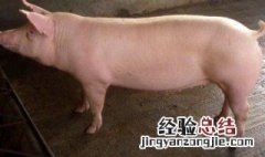 母猪饲料配方及喂养方法大全 母猪饲料配方及喂养方法