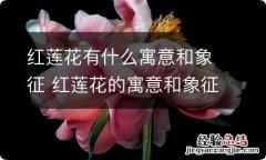 红莲花有什么寓意和象征 红莲花的寓意和象征是什么