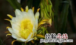 新鲜昙花的吃法大全 新鲜昙花怎么吃最好