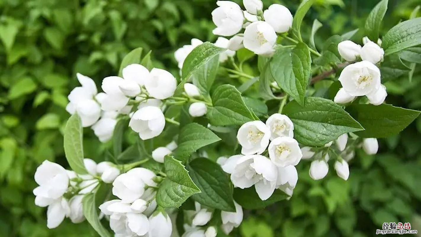 茉莉花长什么样子，茉莉花代表什么