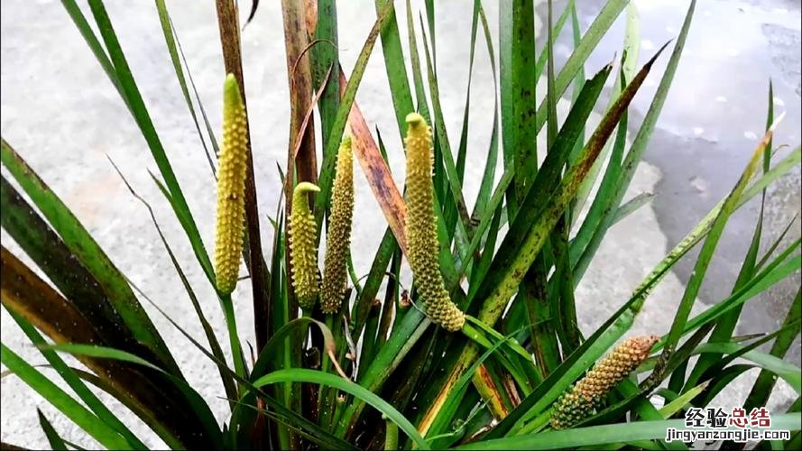 花菖蒲的病害防治