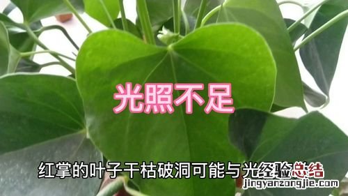 红掌叶片发黄长斑，教你一招马上绿油油