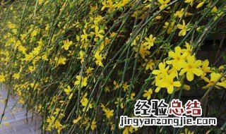 迎春花的栽培养护方法是什么 迎春花盆景的养殖以及养护方法