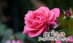 月季花开放的时间是什么时候 月季花开放的季节是什么时候