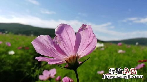 呼伦贝尔适合养什么花,市花和市树是什么