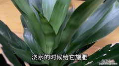 水培和土培 绿萝怎样安全过冬