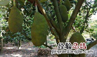 菠萝蜜怎么种 菠萝蜜种植方法介绍