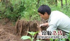 山药怎么种 山药种植方法介绍