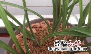 兰花叶尖干枯怎么办 一叶兰叶尖干枯怎么办