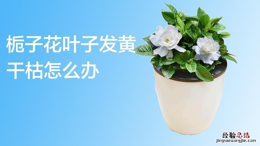 栀子花干枯了还能救活