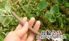 蓝莓树枝干枯怎么办 蓝莓枝条干枯怎么办