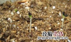 康乃馨种子的种植方法 康乃馨种子怎么种