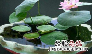碗莲冬季怎么养才长得好呢 碗莲冬季怎么养才长得好