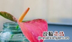 红掌花期能不能施肥 红掌开花时能施肥吗