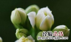 白色长寿花怎么养 白色长寿花养殖方法和注意事项