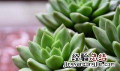 多肉植物鹿角海棠怎么养才长得好 多肉植物鹿角海棠怎么养才长得好呢