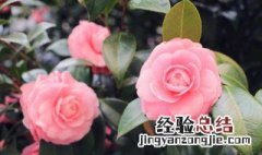 花瓶放什么花期更长 花瓶放什么花花期长