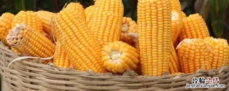 水果玉米和普通玉米有什么区别