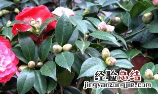 茶花养殖方法要求 插花如何养殖有何要求