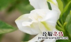 栀子花在北京冬天能开花吗 栀子花冬天可以放在室外吗