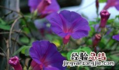 牵牛花种子播种时间 牵牛花种子什么时候播种