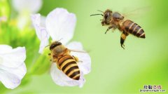 蜜蜂的介绍以及特点