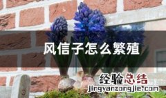 风信子常用的繁殖方法 风信子如何繁殖