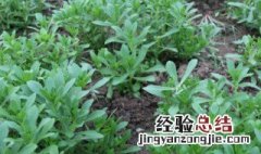 菜苗种植方法视频 菜苗种植方法