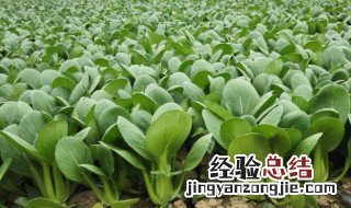 菜籽的种植方法和技术 菜籽的种植方法