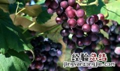 葡萄种子怎么种植方法 葡萄种子怎么种植方法