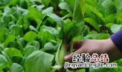 油菜的种植方法和时间 油麦菜的种植方法和时间