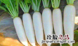 水萝卜什么时候种植好 白萝卜怎么种植方法