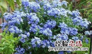 蓝雪花夏天怎么养才长得好