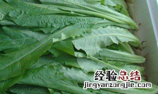 油麦菜种植方法 油麦菜种植方法是什么